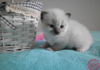 femelle seal point-mitted - RESERVEE - 20 jours - Chatterie Ragdolls du Val de Beauvoir